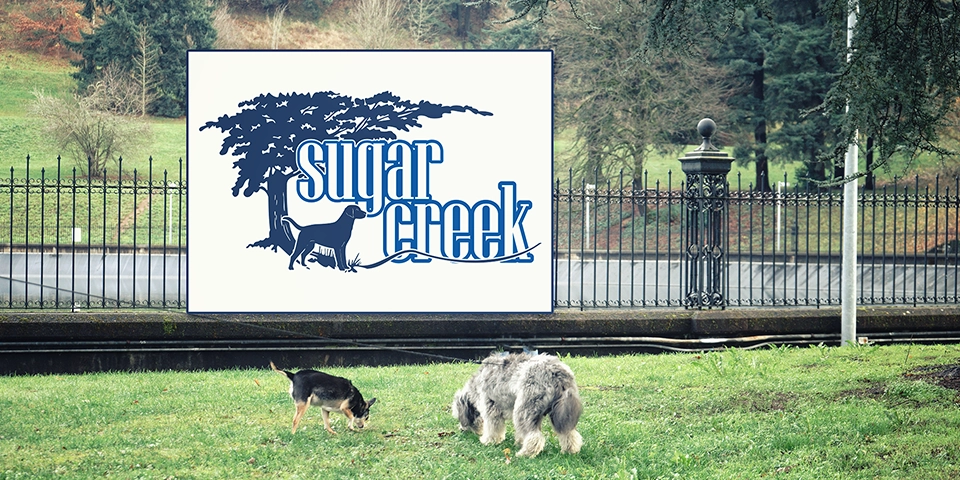 Sugar Creek: Branding a Canine Haven for Play and Learning